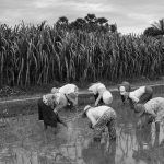 The Cycle of Rice/ Ploughing and Sowing