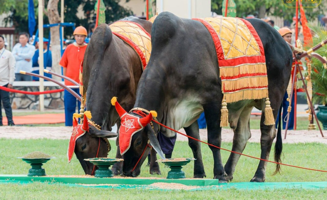 ការ​បរិភោគ​របស់​គោ​ឧសភរាជ ឬ​គោ​ឈ្មោល​ស្តេច នា​ព្រះ​រាជពិធី​មង្គល​ទ្វាទសមាស វប្បមង្គល ឬ​ច្រត់​ព្រះនង្គ័ល នៅ​ខេត្ត​កំពង់ឆ្នាំង នា​ថ្ងៃទី​១៥ ខែ​ឧសភា ឆ្នាំ​២០២៥។